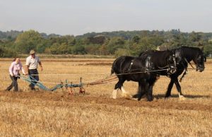 ploughing matches